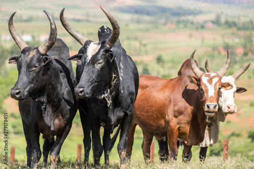Madagasy Zebu cows with huge horns at the Zebu Market of Ambalavao, Madagascar. Black and white and red standing in the grass with the countryside on the background