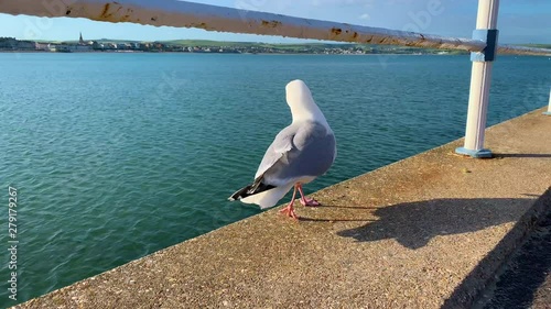 Wallpaper Mural a seagull perched on the edge of a promenade looking for it's next meal Torontodigital.ca