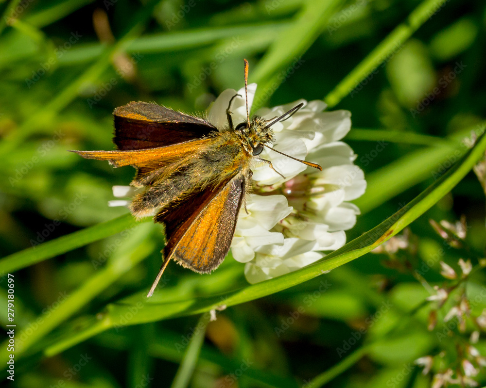 Skipper Moth, winged insect, on flower. Skipper Moth, winged insect, on flower.