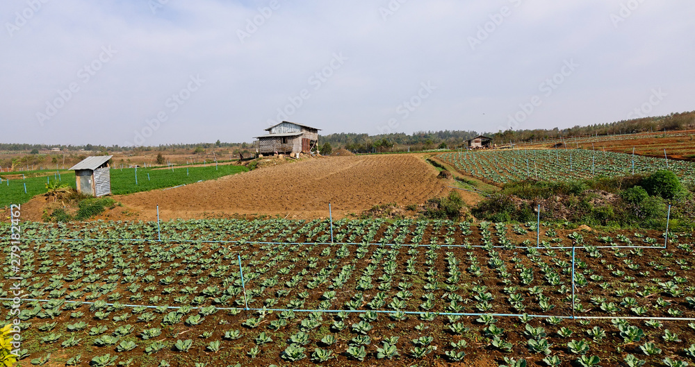 Obraz premium Organic vegetable (green salad) field