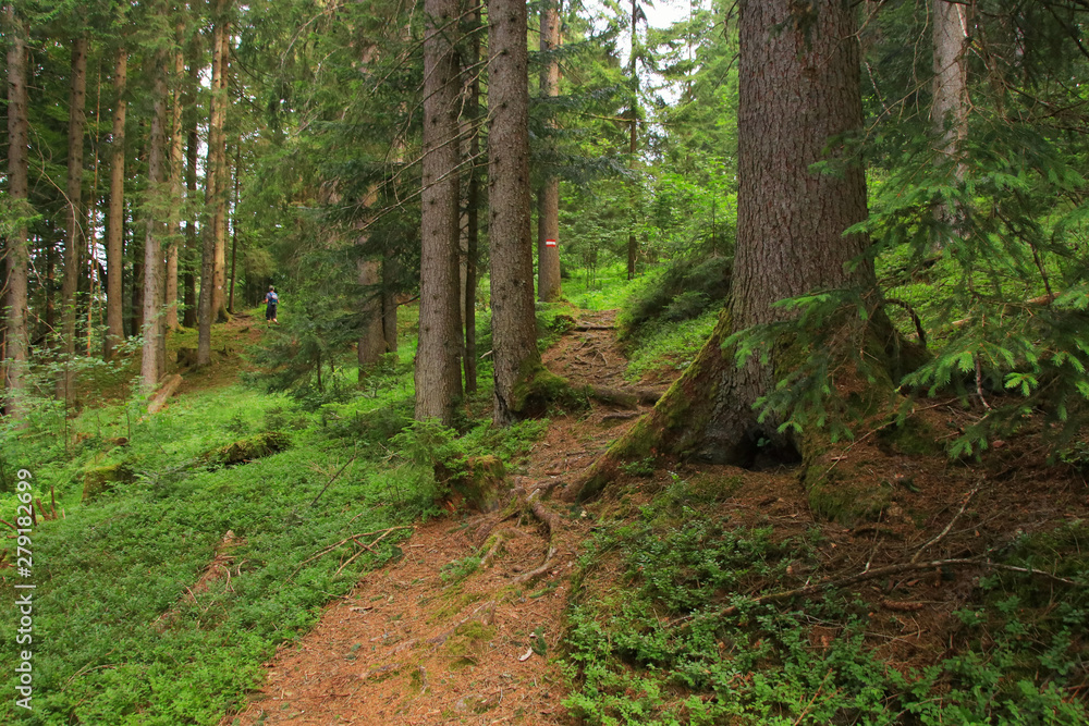 Obraz premium Hikingtrail to Filzmoos Moor in the holiday destination Wildschönau - Niederau, Tyrol - Austria
