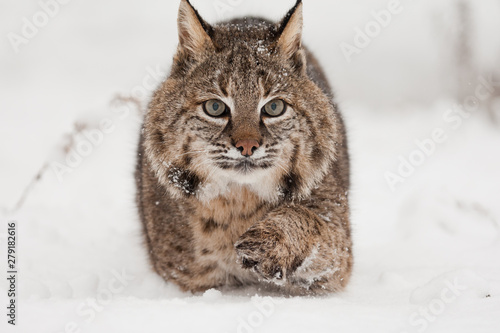 Bobcat stalking in snow, taken in central MN under controlled conditions