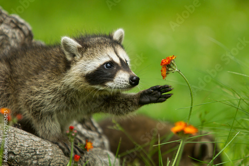 Northern Raccoon reaching for a flower taken in central MN under controlled conditions.