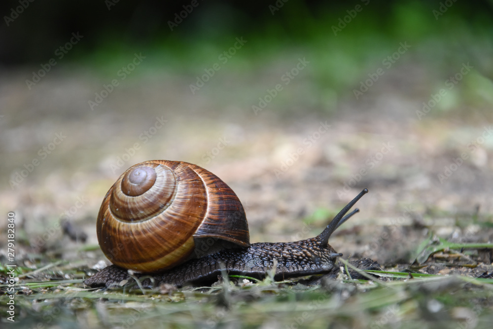 Big snail in shell crawling. Curious snail in the garden Big snail in shell crawling. Curious snail in the garden