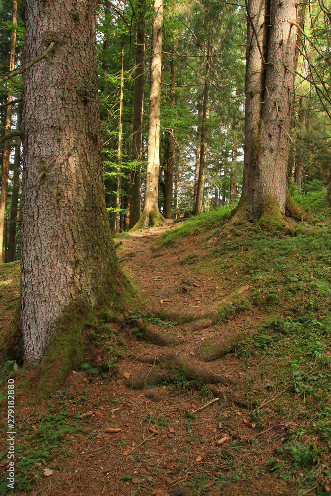 Hikingtrail to Filzmoos Moor in the holiday destination Wildschönau - Niederau, Tyrol - Austria Hikingtrail to Filzmoos Moor in the holiday destination Wildschönau - Niederau, Tyrol - Austria