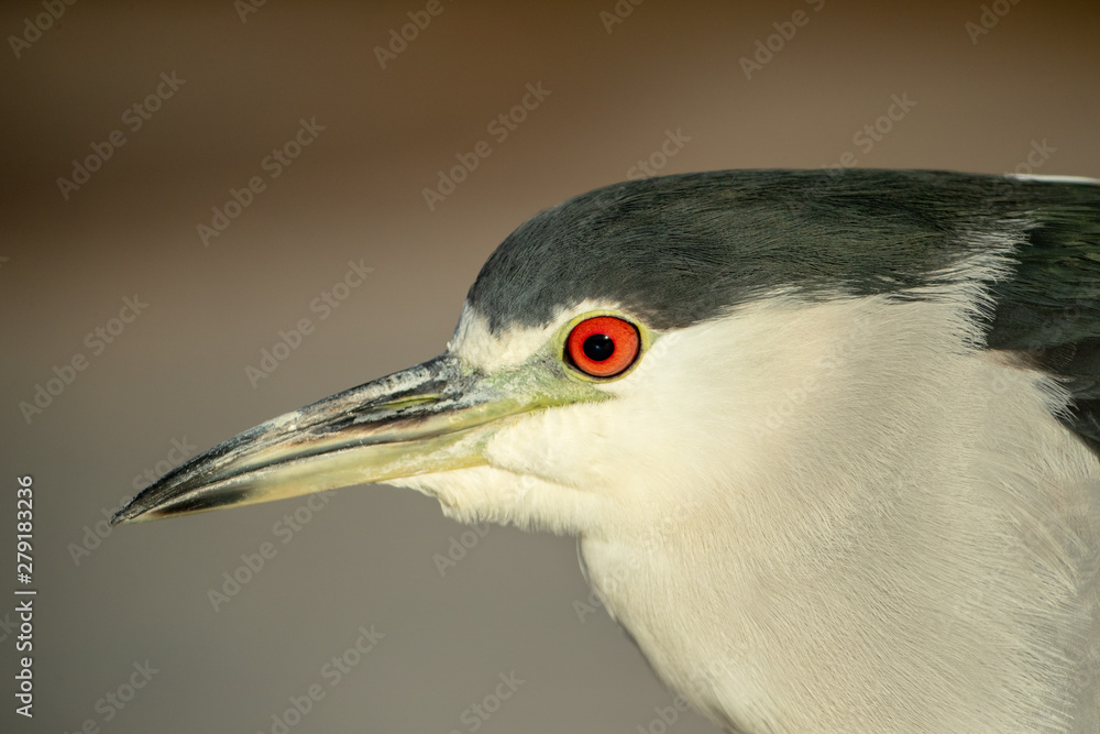 Black-crowned Night-heron head taken in SE Arizona in the wild Black-crowned Night-heron head taken in SE Arizona in the wild