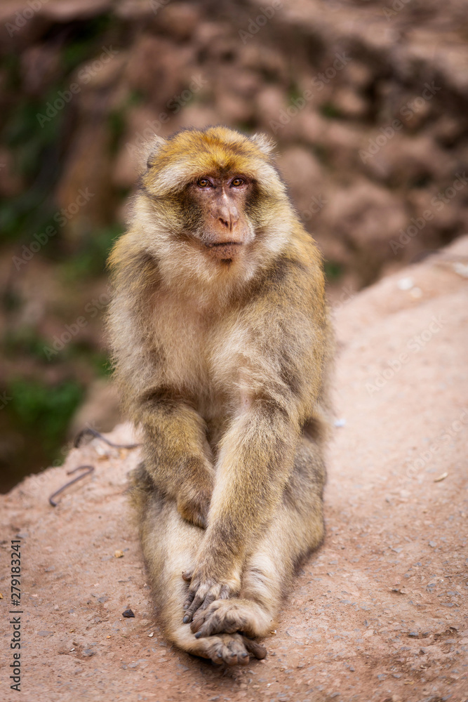 Cute barbary macaque magot sitting and looking into your eyes Cute barbary macaque magot sitting and looking into your eyes