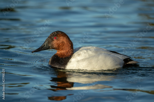 Canvasback duck adult male taken in SE Arizona in the wild