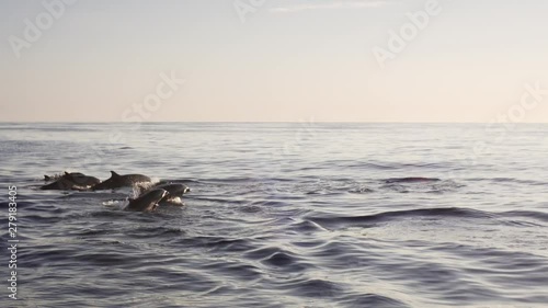 Wallpaper Mural Great wildlife: group of dolphins is hunting fish in the morning. Bali, Indonesia Torontodigital.ca