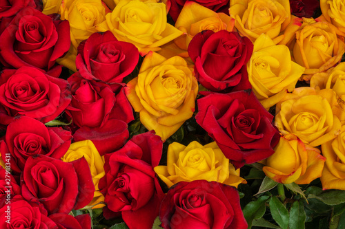Gelb und dunkelrot blühende Rosen