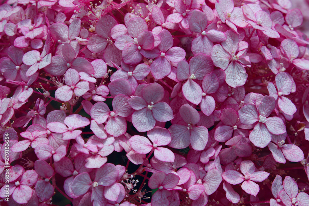 Blurred abstract nature background. Blurred shot of hydrangea flowers. Soft flowers texture. Blurred pink colors, abstract nature texture.