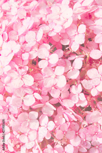 Fototapeta Naklejka Na Ścianę i Meble -  Blurred abstract nature background. Blurred shot of hydrangea flowers. Soft flowers texture. Blurred pink colors, abstract nature texture.