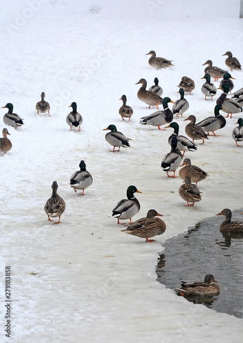 many wild ducks on ice