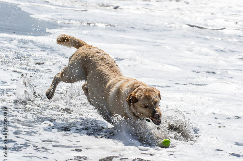 Perro Labrador juega entre la espuma del mar en la playa photo