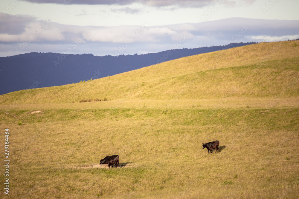 sunset landscape with cows