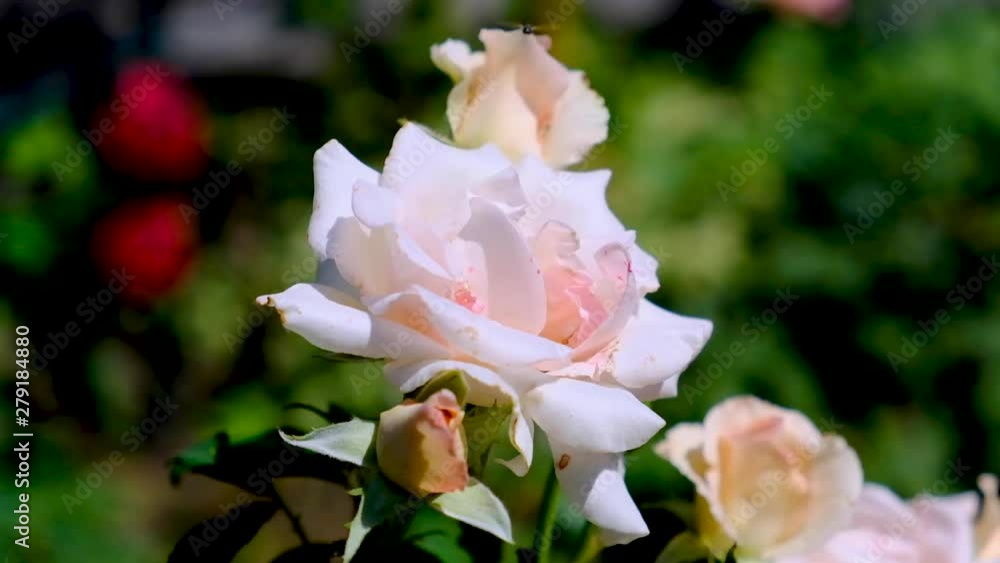 blooming rose in the garden on a summer day blooming rose in the garden on a summer day