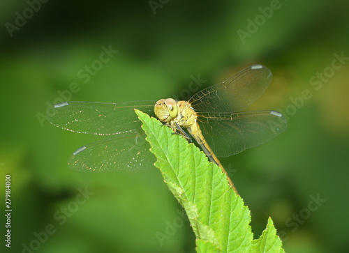 Yellow dragonfly sitting on green leaf close-up