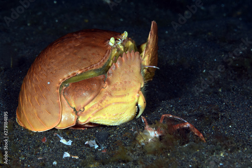 Underwater life - Shame-faced crab - Calappa calappa. Eating another crab. Night diving. Tulamben, Bali, Indonesia. photo