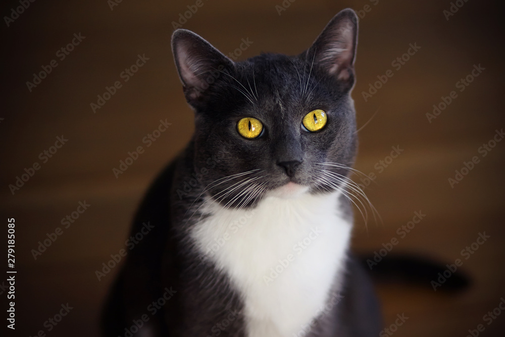 Beautiful gray house cat with bright yellow eyes and white spot on his forehead looks up at master's questioning glance. Beautiful gray house cat with bright yellow eyes and white spot on his forehead looks up at master's questioning glance.