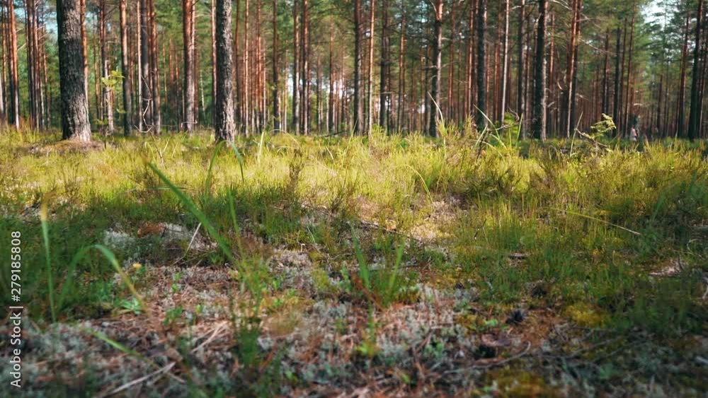 POV. Walking through forest, steady cam shot. Slow motion footgae. POV. Walking through forest, steady cam shot. Slow motion footgae.