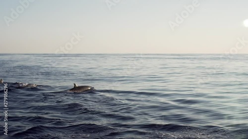 Wallpaper Mural Great wildlife: big group of amazing dolphins is hunting fish in the morning. Bali, Indonesia Torontodigital.ca