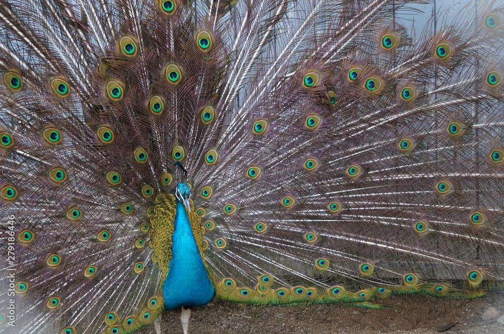 Obraz premium Птицы