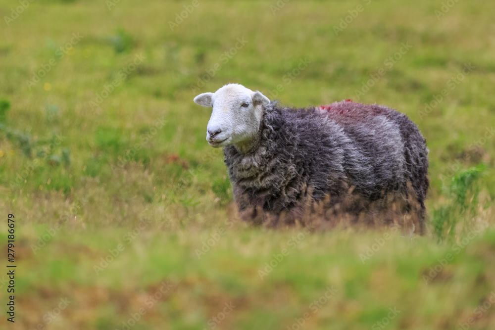 Herdwick sheep in Cumbrian hills, England Herdwick sheep in Cumbrian hills, England