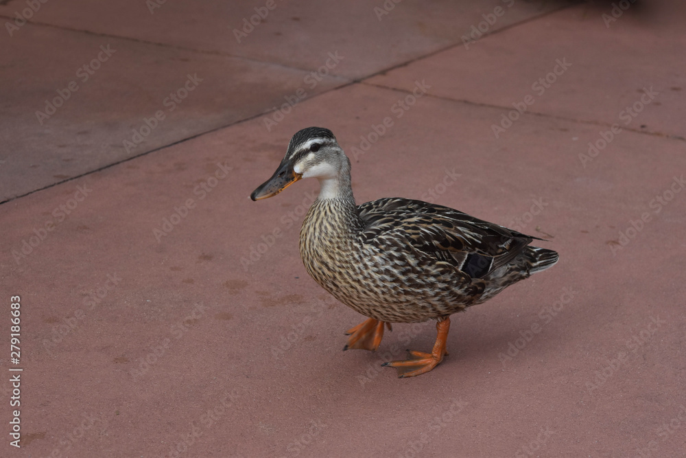 pato caminando pato caminando