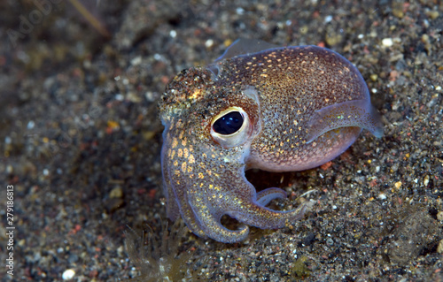 Amazing underwater world - Sepiadarium kochi - White-eyed bobtail squid. Night diving. Macro photography. Tulamben, Bali, Indonesia. photo