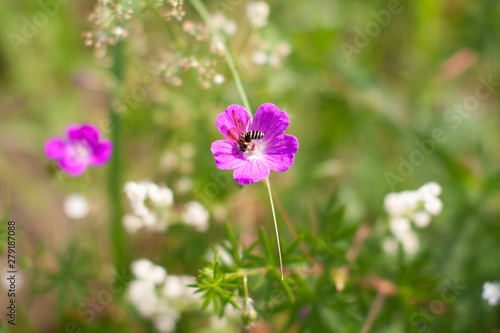 Meadow beautiful lilac flowers in soft focus and blurred for background  little flowers field in the morning sunshine of summer. Abstract nature background with wild flowers. Macro  selective focus.