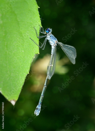 Blue dragonfly sitting on a green leaf close-up