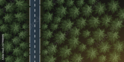 Aerial Top view of the forest and road.