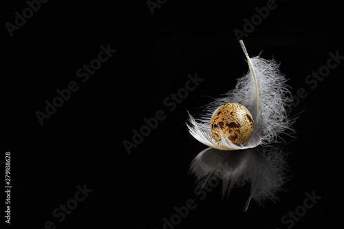 one raw quail egg with a white feather on the black background