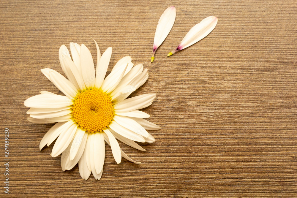 Obraz premium Bloom white chamomile flower with flying petals on wooden background. Divination on loves on petals of daisies. Top view.