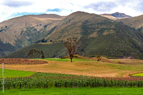 Beautiful tree in a green field, with crops, and mountains in the background. Imbabura province, Ecuador