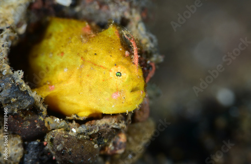 Underwater world - yellow tiny frogfish. Diving in Bali. Super macro photography. 