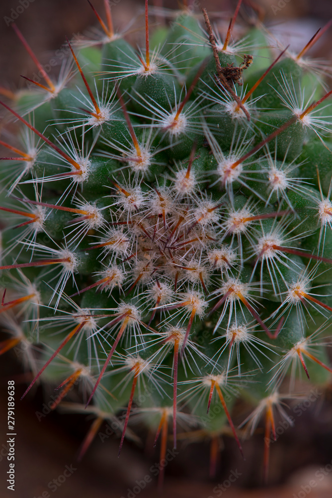 Fototapeta premium close up of cactus