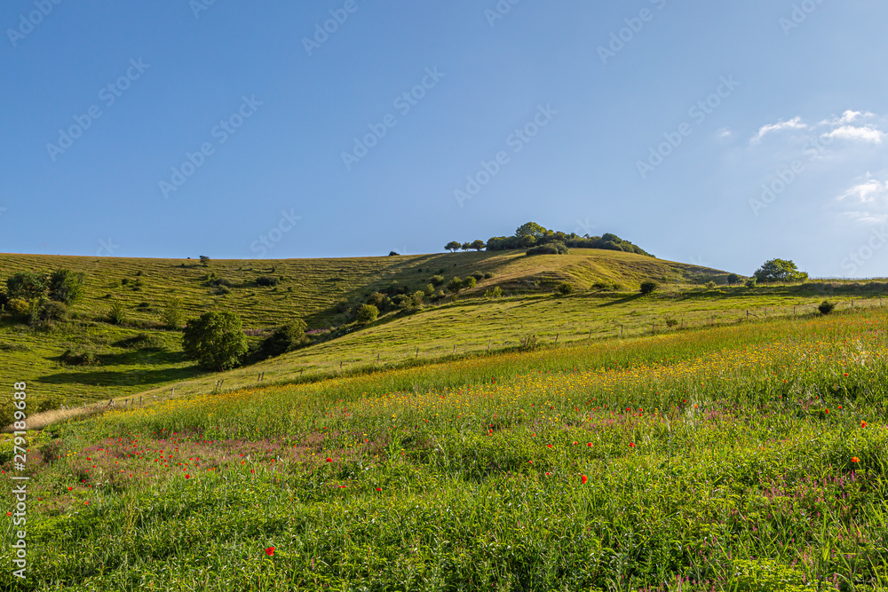 Looking up at Firle Beacon in Sussex on a sunny summers day, with wildflowers growing in the countryside below
