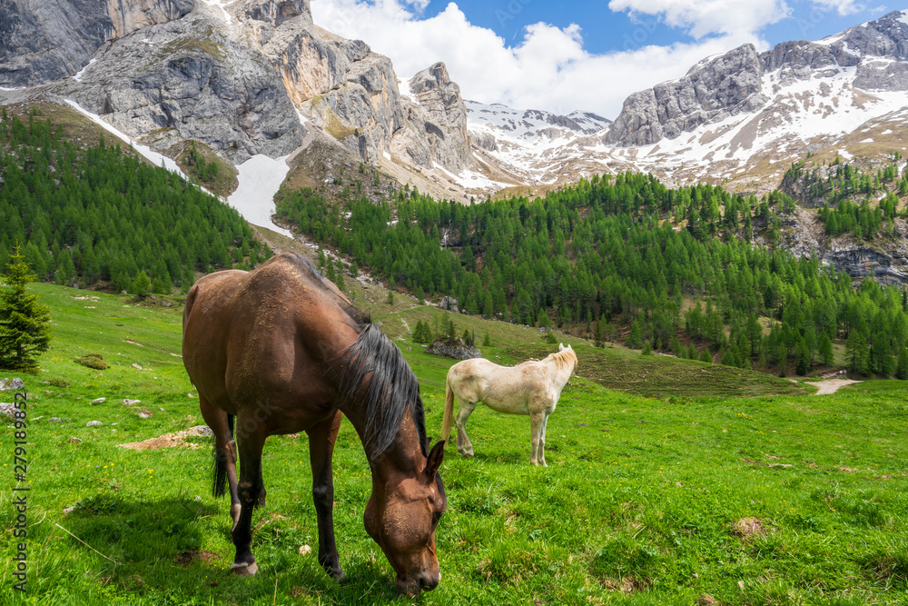 Horses on a mountain pasture. Val Rosalia, Dolomites, Italy.