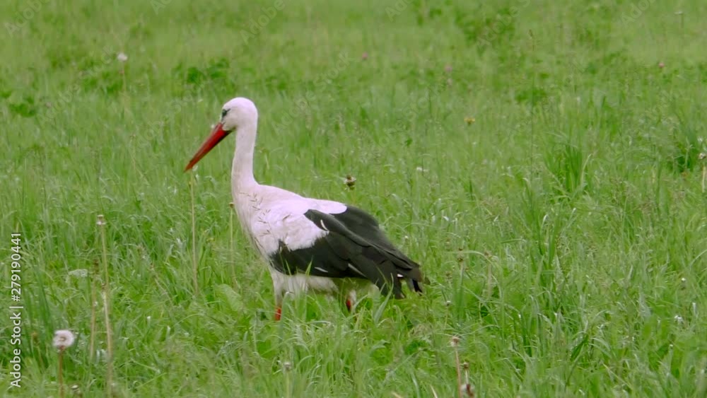 White stork on a green grassy meadow. Life of wild birds in the natural environment. White stork on a green grassy meadow. Life of wild birds in the natural environment.