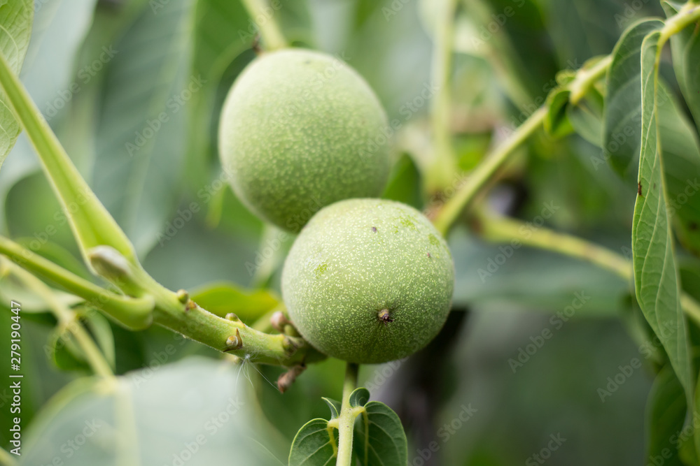 Walnut fruit unripe. On the tree.