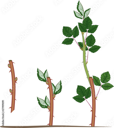 Blackberry vegetative reproduction scheme. Growth stages from propagule (stem cutting) to first year cane (primocane) of blackberry plant