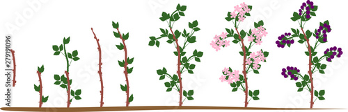Two year life cycle of blackberry plant isolated on white background. Growth stages from propagule (stem cutting) to scrub with harvest of ripe berries