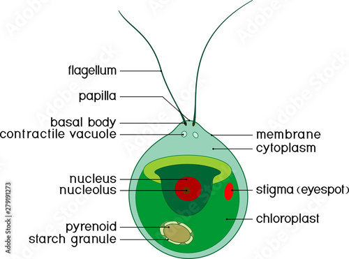 Structure of Chlamydomonas cell with titles isolated on white background