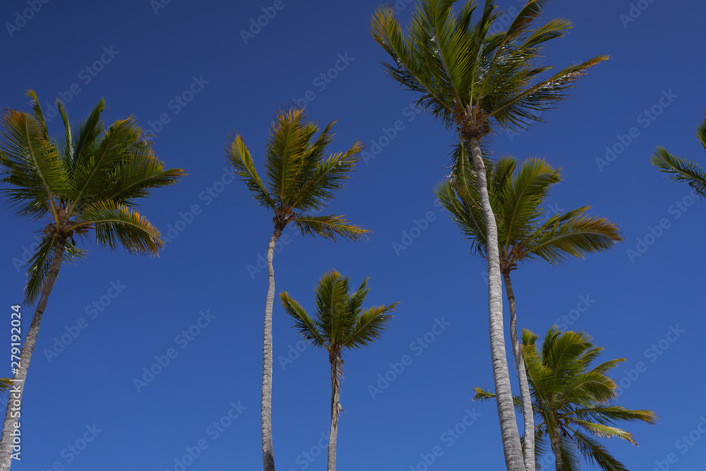 Obraz premium palm trees against blue sky