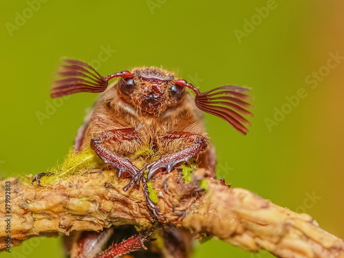 Close up a cute Common Cockchafer beetle or May bug or doodlebug (Melolontha melolontha) hang on the branch looking forward with green nature background photo