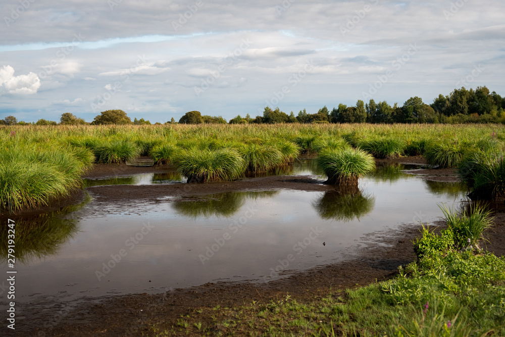 wetland in the natural park of saint lyphard wetland in the natural park of saint lyphard