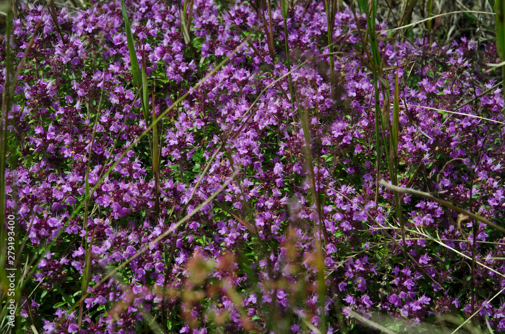 Naklejka premium Medicinal herbs: purple flowers of thyme grass under the rays of the sun