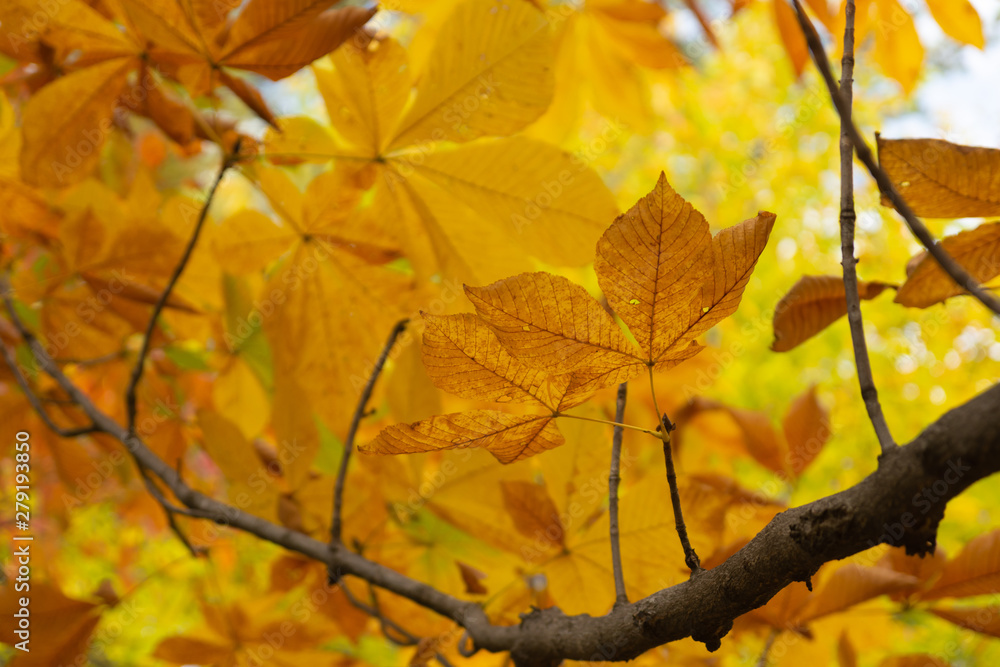 トチノキの紅葉 トチノキの紅葉