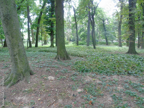 path in forest